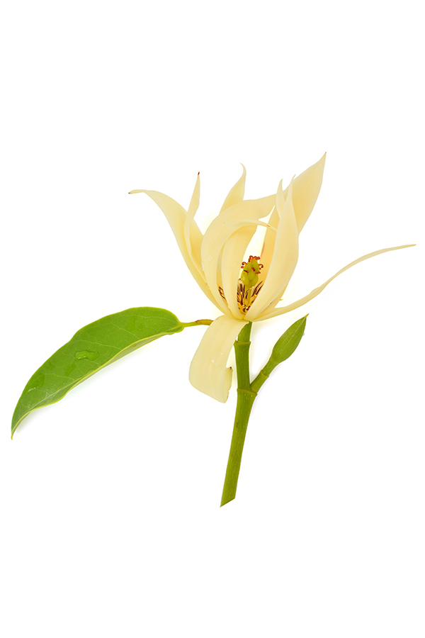 doTERRA Touch® Magnolia Michelia alba