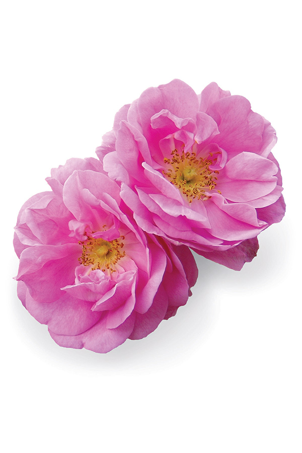 doTERRA Touch® Rose Rosa damascena